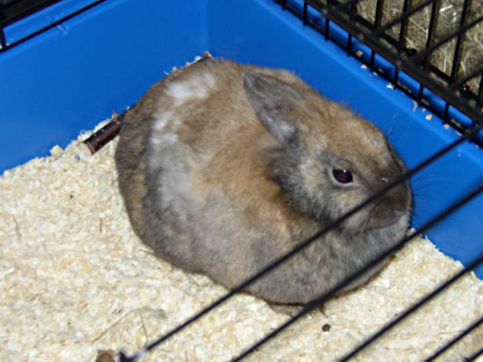 Mon lapin nain (enfin plutôt ma)
