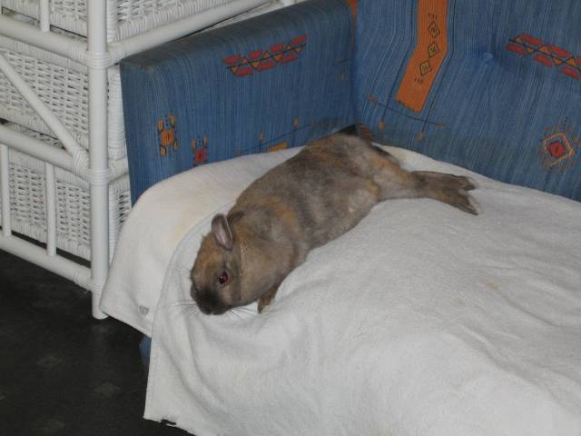 Lapin endormi bis