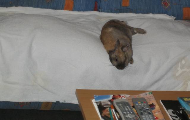 Lapin endormi