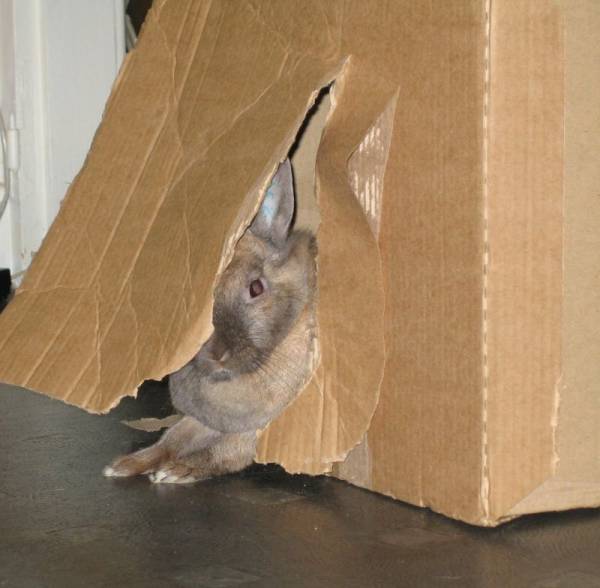 Un carton comme cadeau et un lapin dedans !