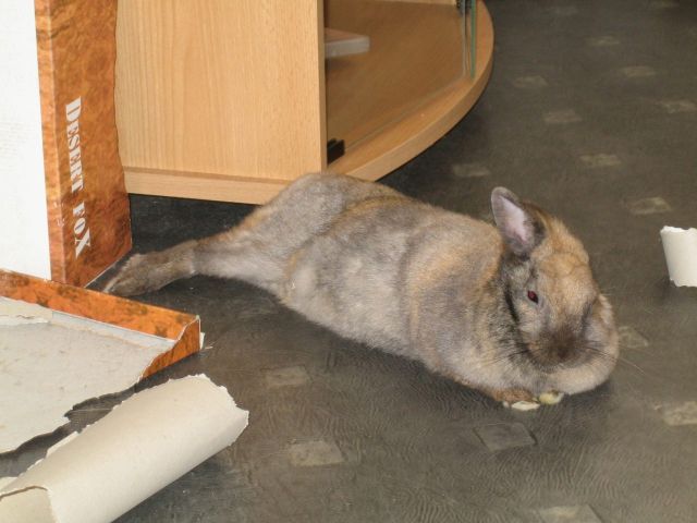 Mon lapin vautré par terre