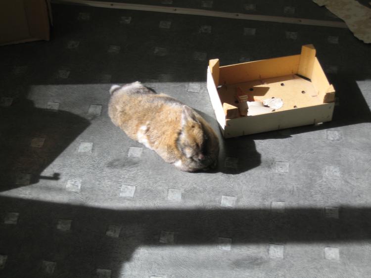 Bain de soleil du lapin