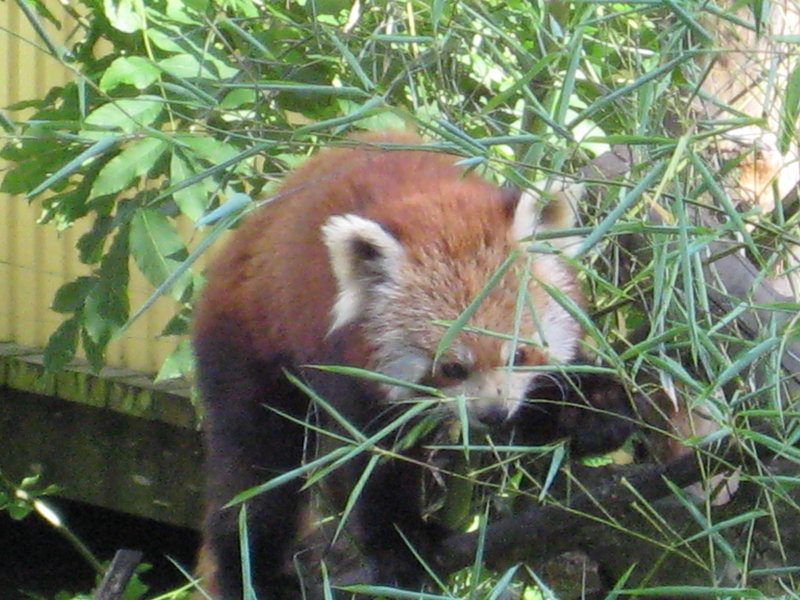 un joli petit panda roux